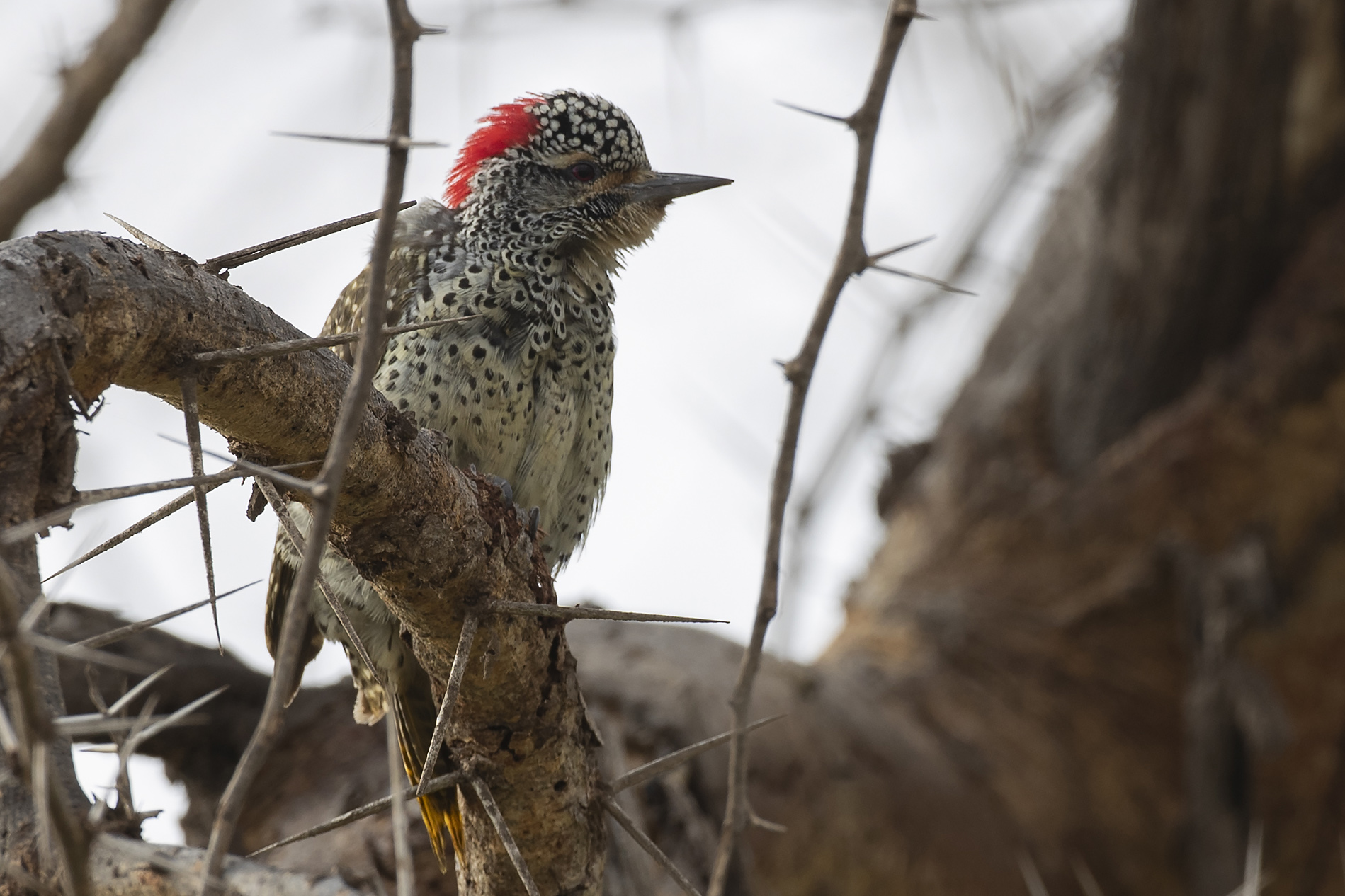 Green-backed Woodpecker — Ana fotoğraf